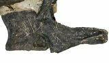 Sandstone Block With Three Articulated Diplodocus Vertebrae #113345-4